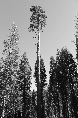 Photo Arbre nature forêt bifurquer