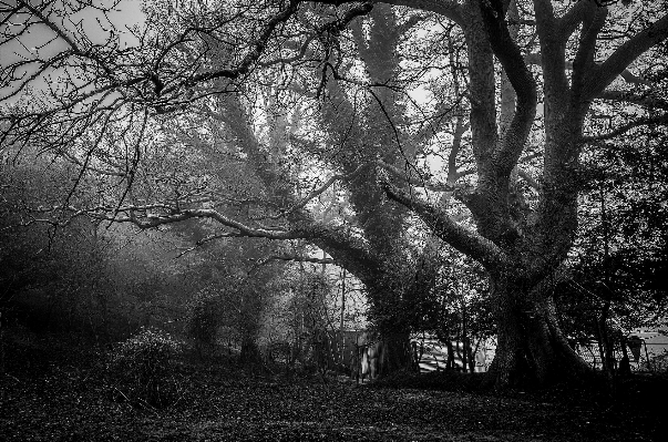 Foto Pohon alam hutan cabang