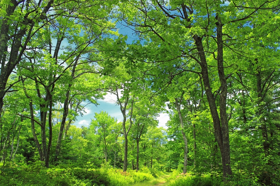 árbol naturaleza bosque camino