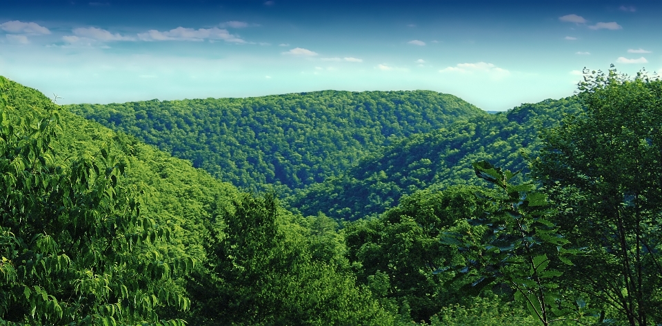 Landschaft baum natur wald