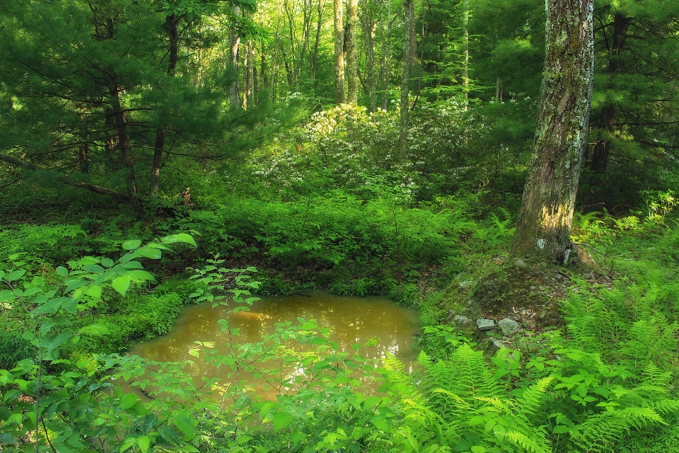 Natur wald sumpf wildnis
