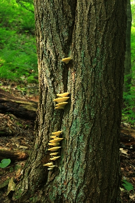 Tree nature forest branch Photo