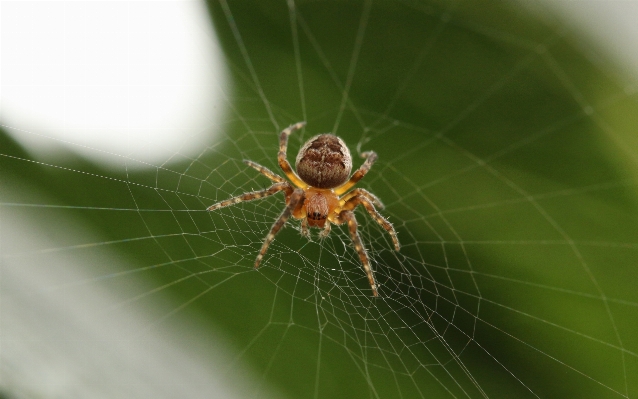 Foto Alam fotografi daun web