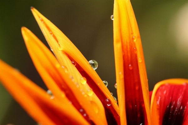 Water dew plant photography Photo