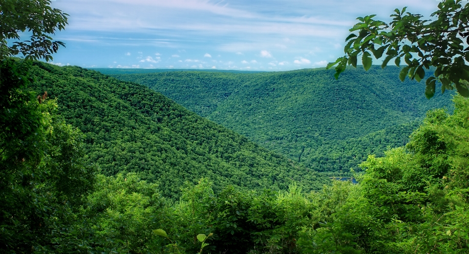 Landscape tree nature forest