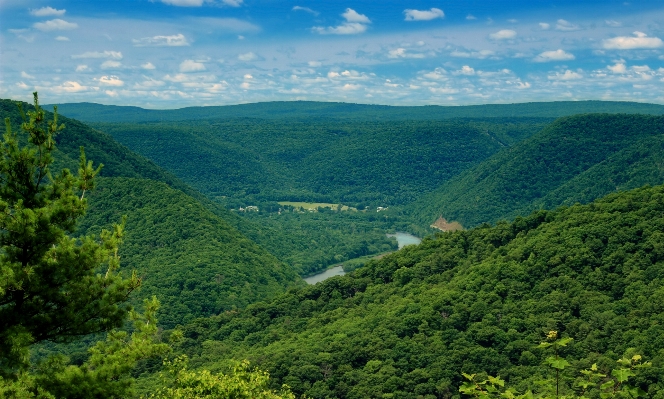 Landscape tree nature forest Photo