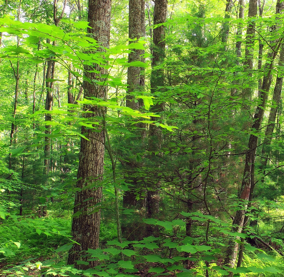 árvore natureza floresta região selvagem
