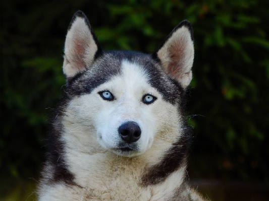 犬 哺乳類 脊椎動物
 犬種
 写真