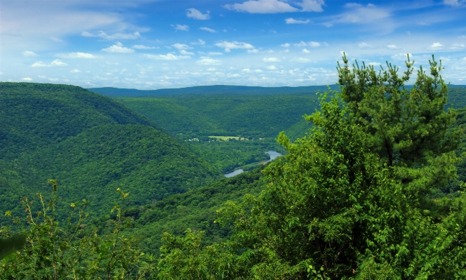 Landscape tree nature forest Photo