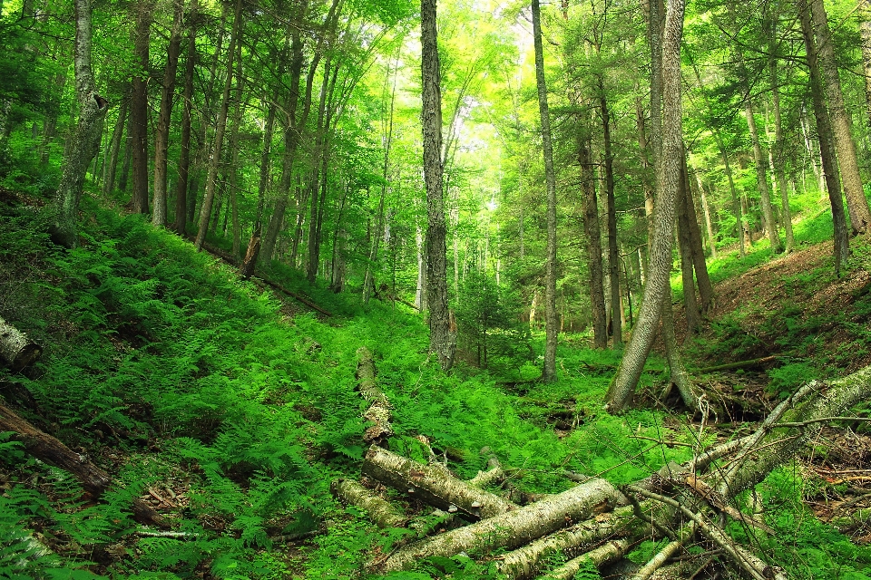 Pohon alam hutan gurun
