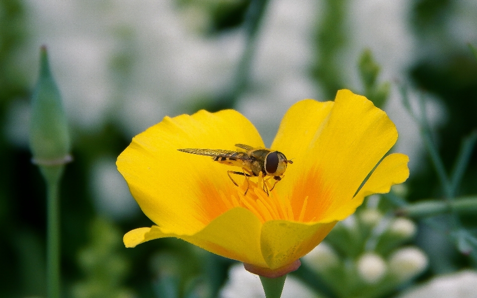 Natura pianta prato
 fiore