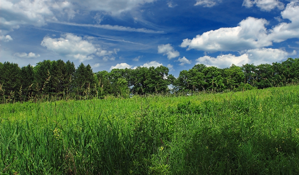 Landscape tree nature forest