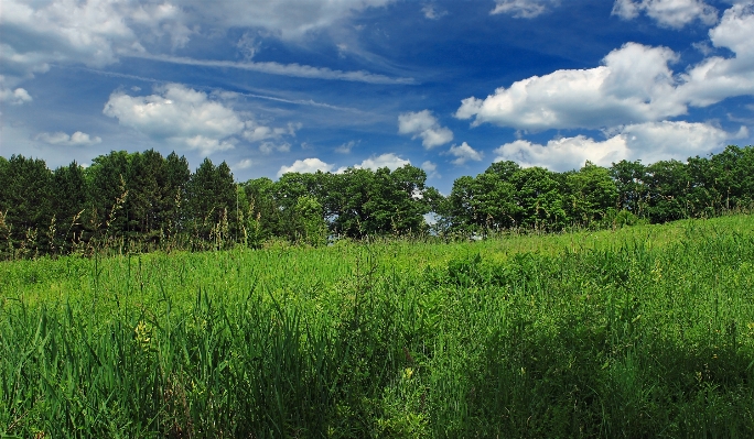 Landscape tree nature forest Photo