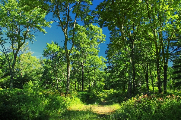 Tree nature forest path Photo