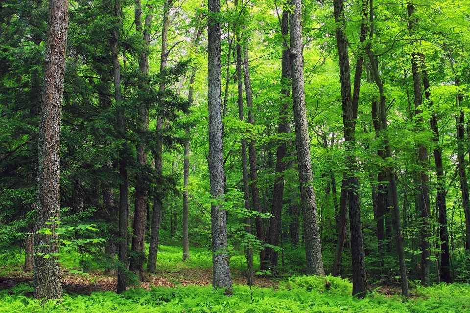 Baum natur wald wildnis
