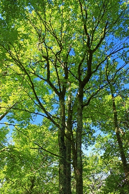 Tree nature forest branch Photo