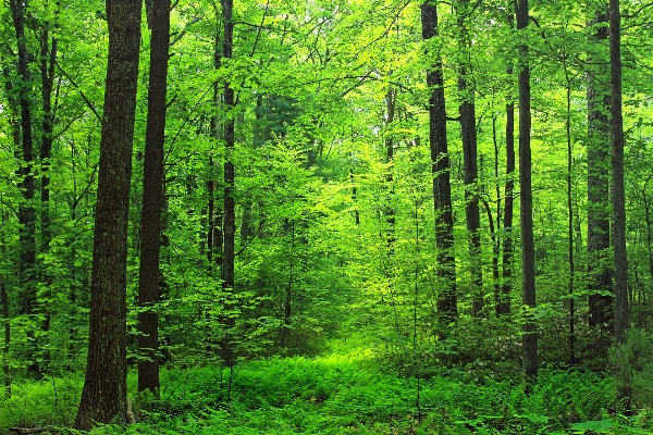 Foto Pohon alam hutan tanaman