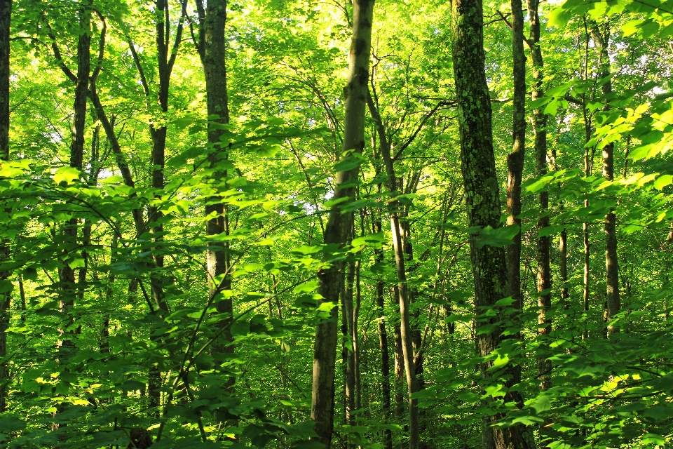 Baum natur wald wildnis
