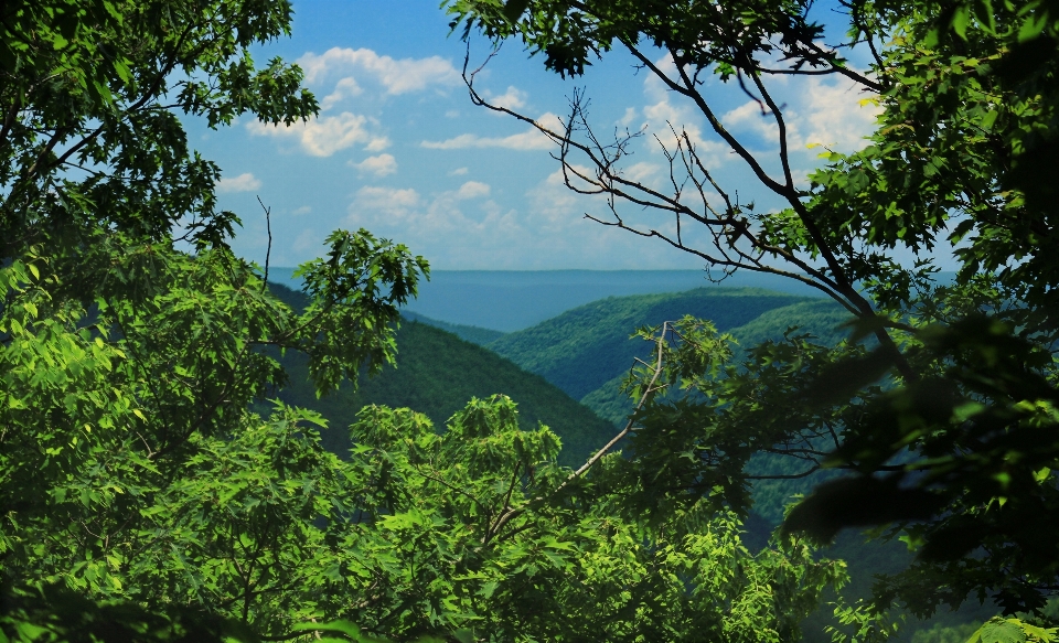 Paisagem árvore natureza floresta