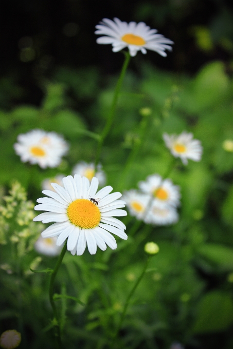 Nature grass plant field