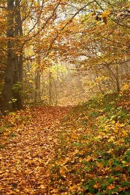 Tree forest path branch Photo