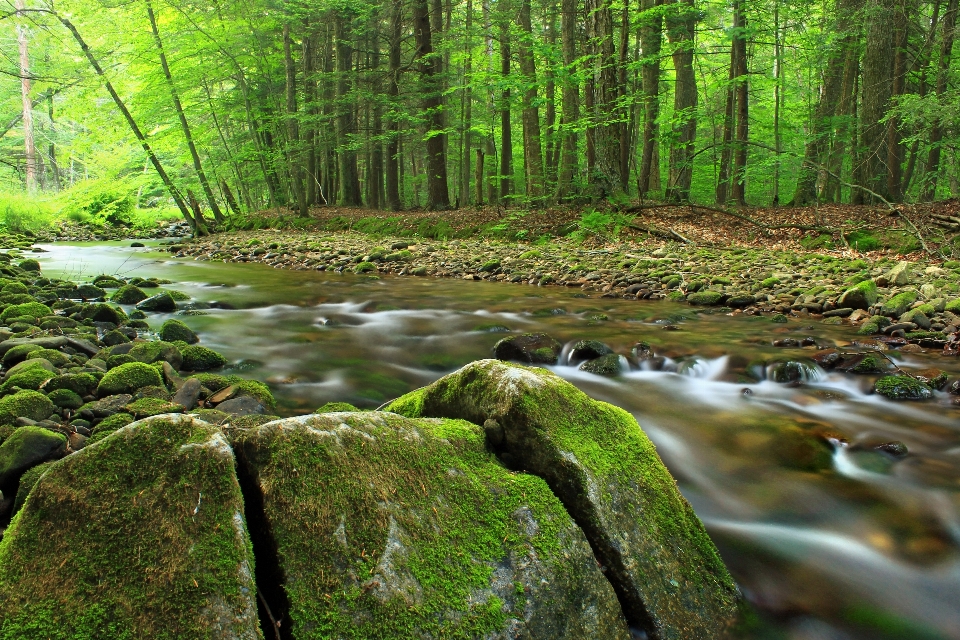 Paysage arbre nature forêt