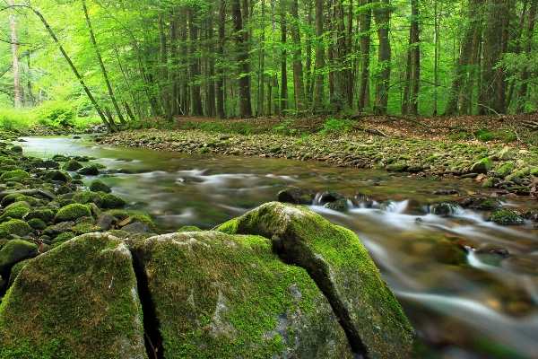 風景 木 自然 森 写真