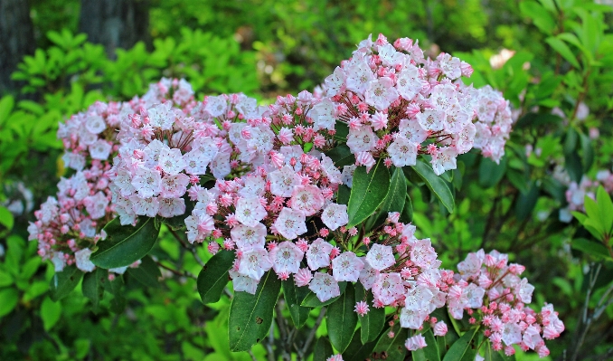 Nature branch blossom plant Photo