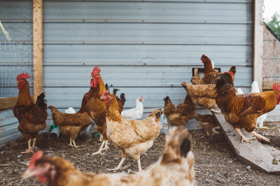 Oiseau poulet fauna coq