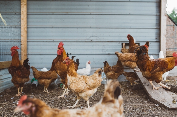 Bird chicken fauna rooster Photo