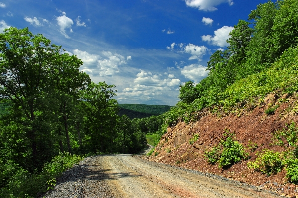 Landscape tree nature forest Photo