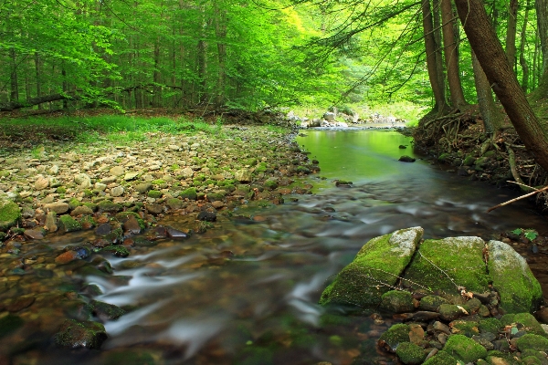 Tree nature forest creek Photo