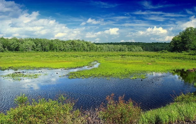 Landscape tree water nature Photo