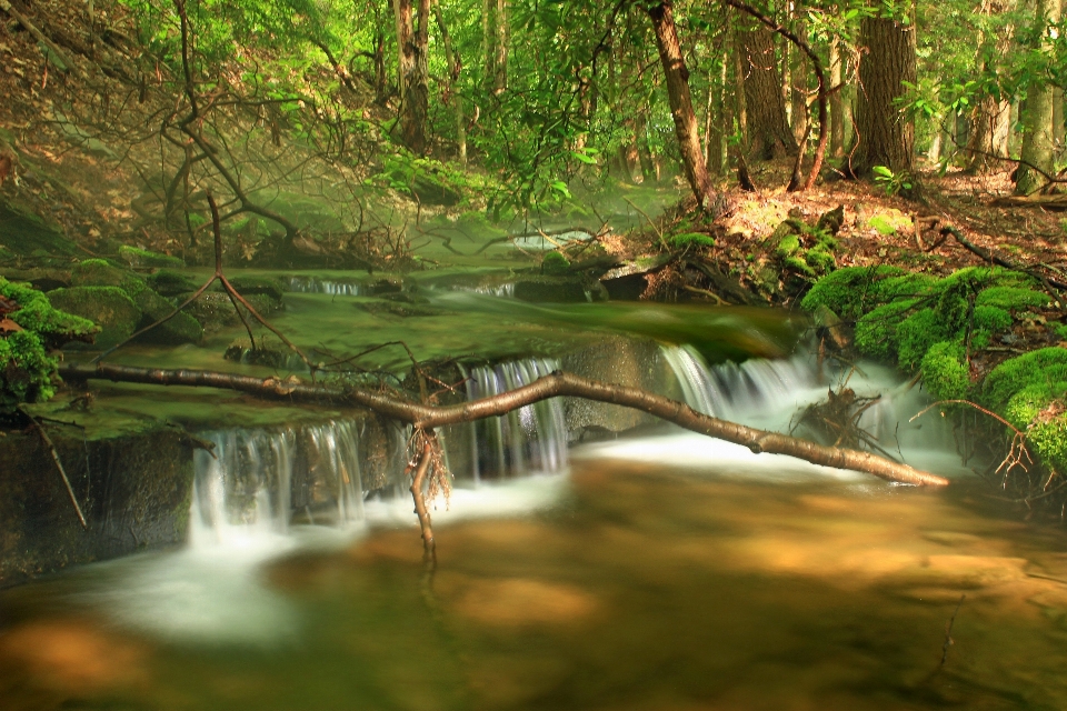 Pohon alam hutan air terjun