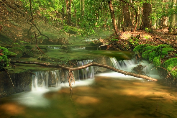 Tree nature forest waterfall Photo