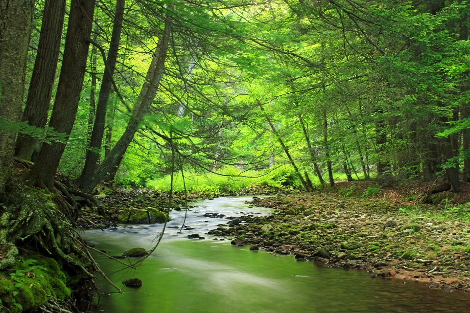 Albero natura foresta torrente
