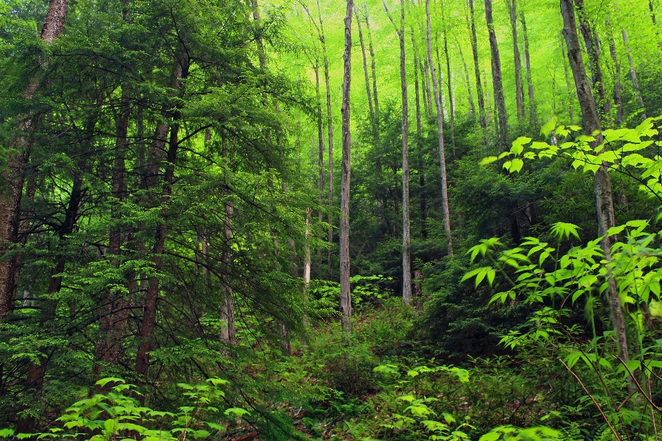 Pohon alam hutan gurun
