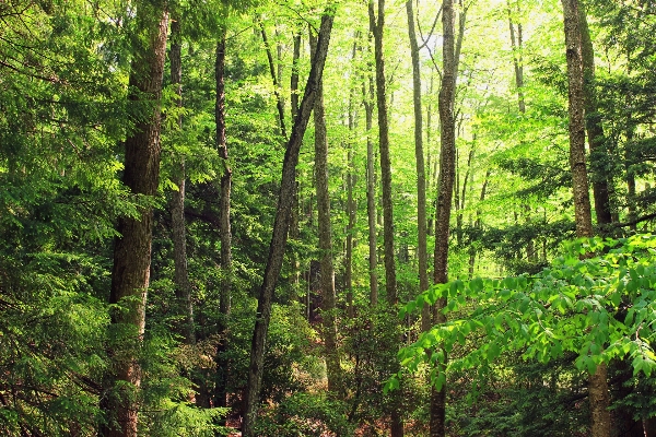 Foto Pohon alam hutan gurun
