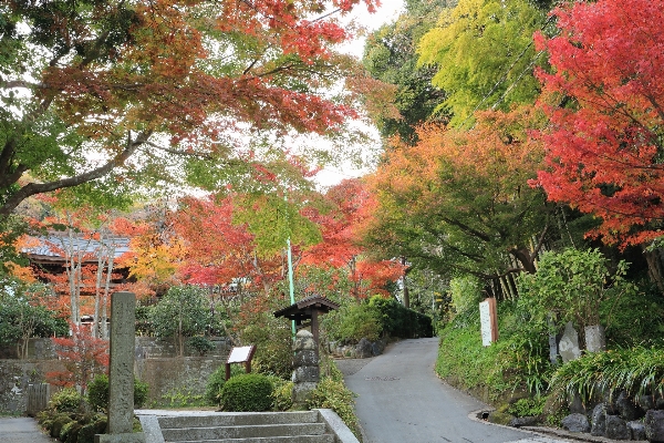 Foto Pohon tanaman daun bunga