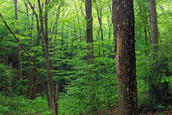 Tree nature forest wilderness Photo