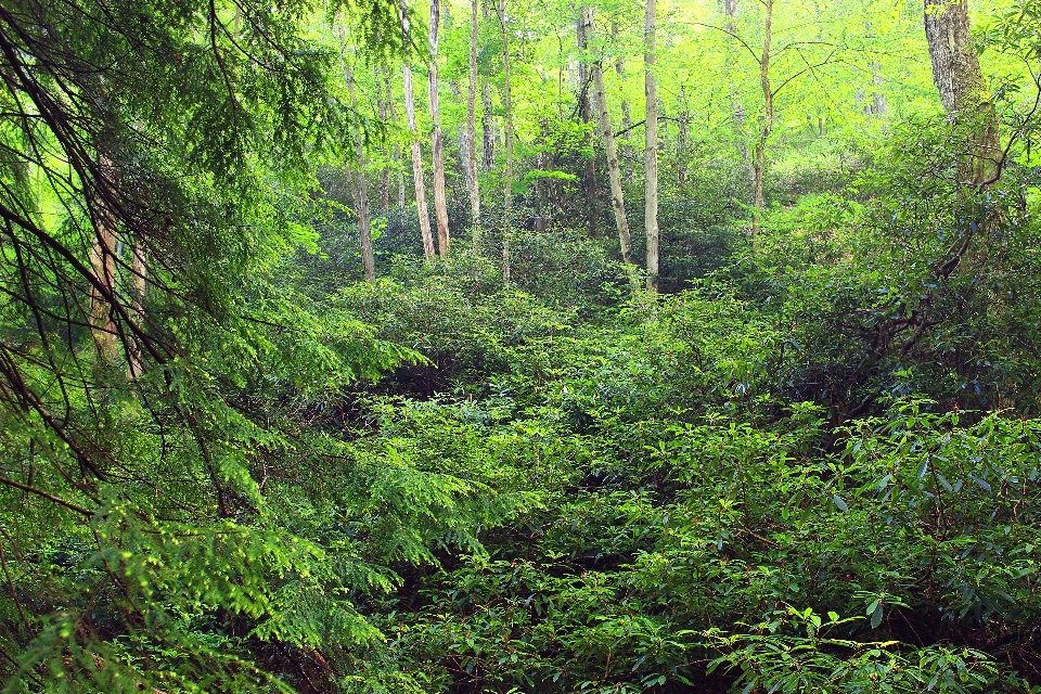 Albero natura foresta selvaggia
