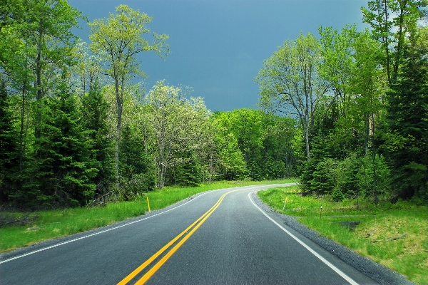 Tree forest sky road Photo