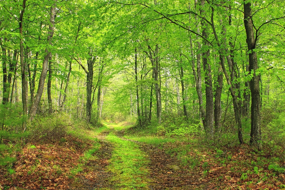 Pohon alam hutan gurun
