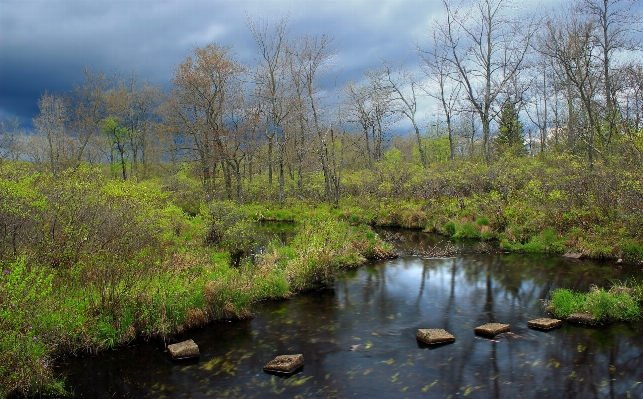 Landscape tree water nature Photo