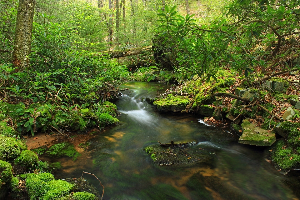 Naturaleza bosque cascada arroyo
