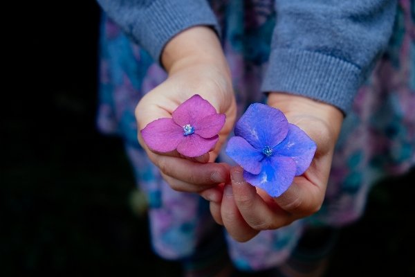 Hand flower purple petal Photo