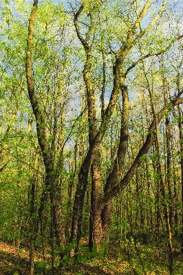 Tree nature forest branch Photo