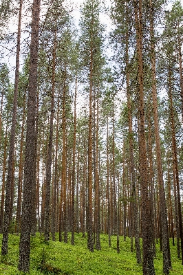 Tree nature forest plant Photo