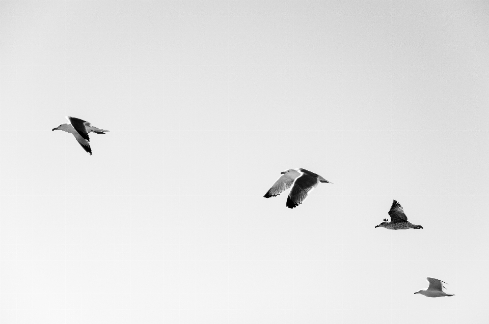 Bird wing seabird flying