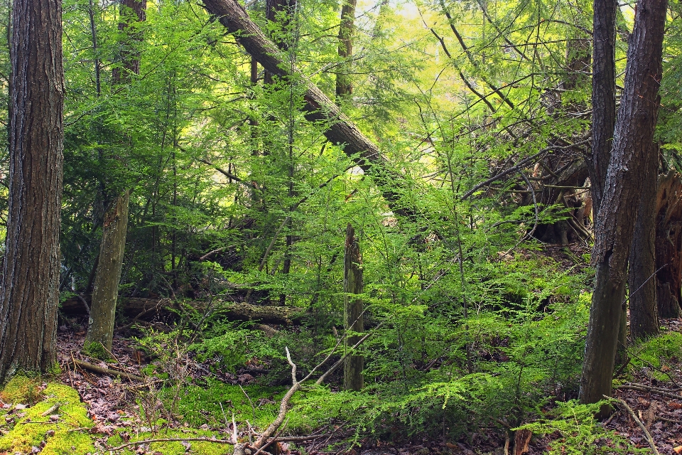 Pohon alam hutan gurun
